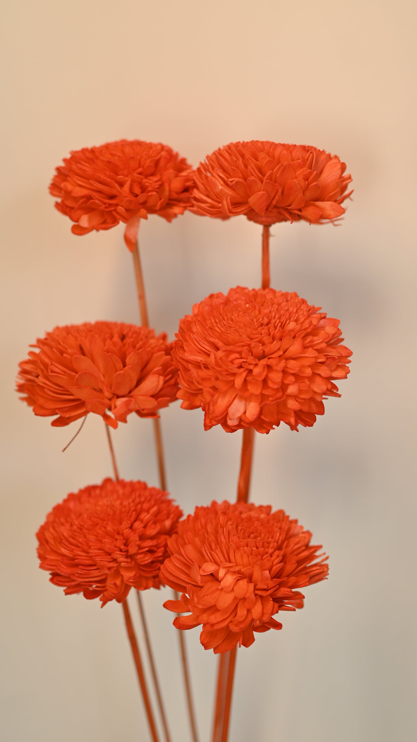 Shola Flower with Sticks -Ziniya - Orange-6cm